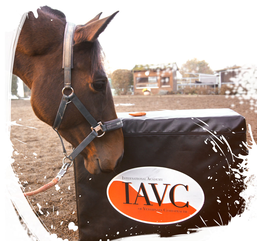 Pferd an der Behandlungsbox des IAVCs