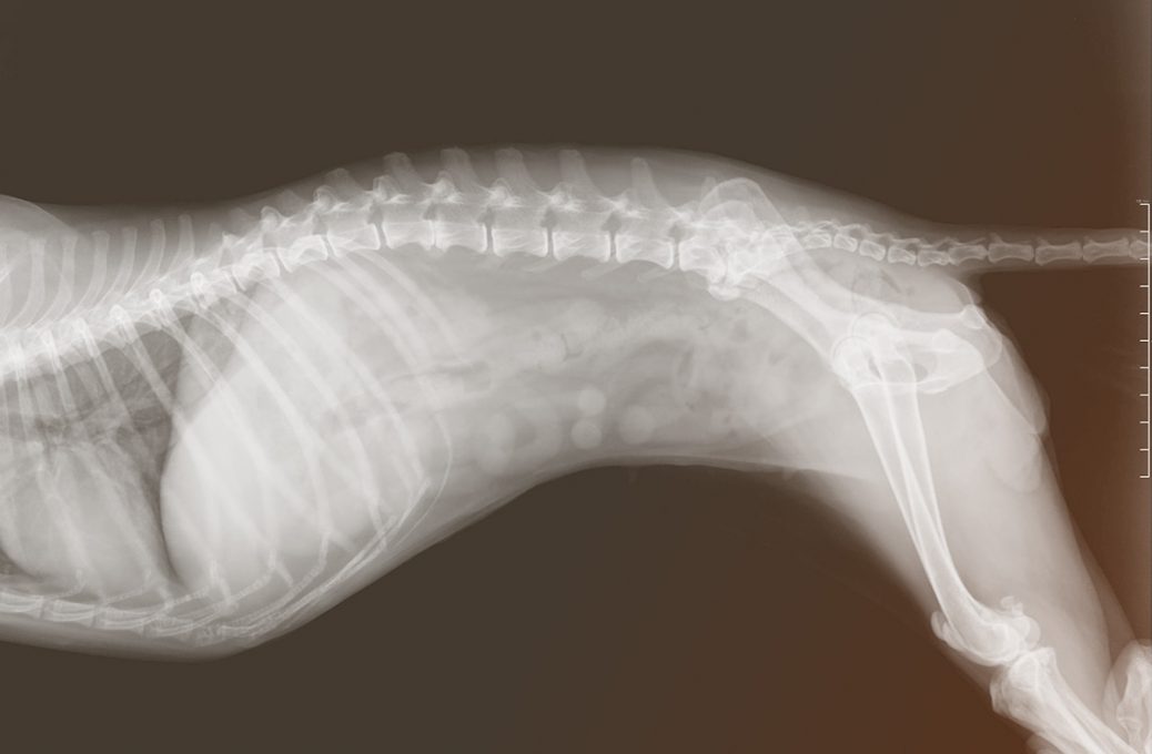 Röntgenaufnahme Wirbelsäule eines Hundes