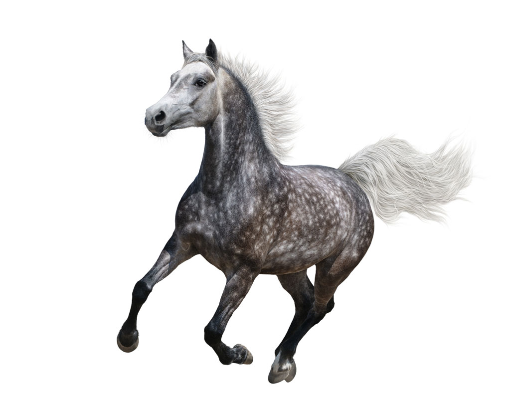 Apfelschimmel im Galopp