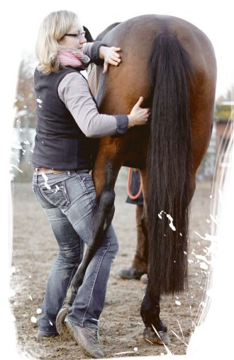 Chiropraktik am Pferd