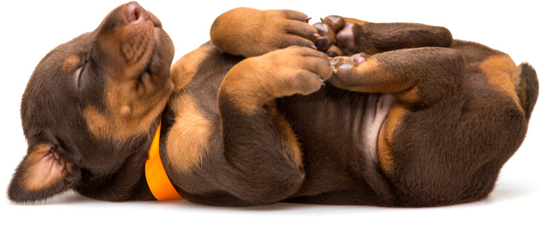 Welpe der auf dem Rücken liegt und schläft